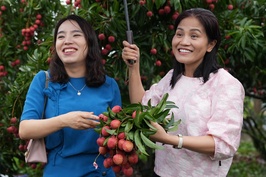 Bắc Giang trồng thử nghiệm vải thiều không hạt thế nào?