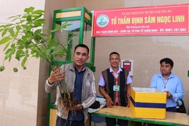 Rao bán cây sâm Ngọc Linh 20 năm tuổi giá 900 triệu đồng
