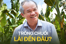 Cứ 1 tấn chuối bầu Đức bán ra có tới 0,58 tấn chuối thải làm thức ăn cho heo, biên lãi gộp của HAGL có bị 'mỏng' đi?