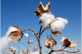 Thị trường bông tăng giá có tác động gì đến dệt may Việt Nam ?