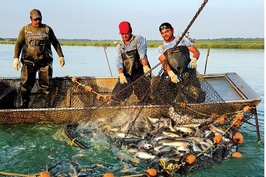 FAO dự báo 3 kịch bản cho ngành Thủy sản toàn cầu vào năm 2050