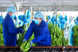 Cho vay hàng nghìn tỷ đồng, Hoàng Anh Gia Lai thu được gì?