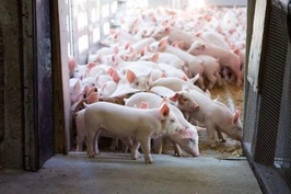 Nhóm HAGL Agrico vẫn còn nợ HAGL 1.500 tỷ đồng