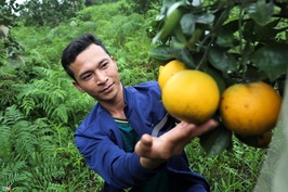 90.000 đồng mỗi kg, cam đặc sản Hà Tĩnh vẫn không đủ bán
