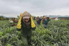 Nghệ An: Giá dứa tăng mạnh, nông dân lãi hàng trăm triệu