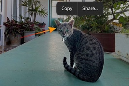 Những tính năng bạn chưa hề biết trên ứng dụng Photos ở iPhone